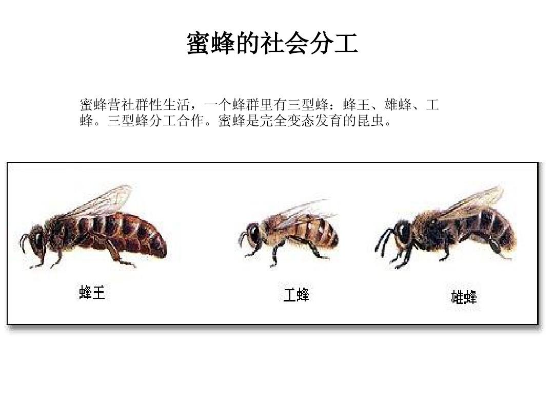 走进蜂学专业的蜜蜂养殖技术_学养蜜蜂养殖技术视频指导