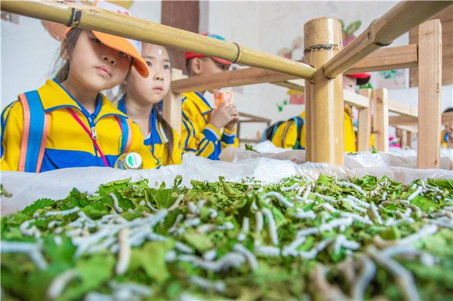 探索蚕学专业的丝绸产业_中国蚕丝绸文化