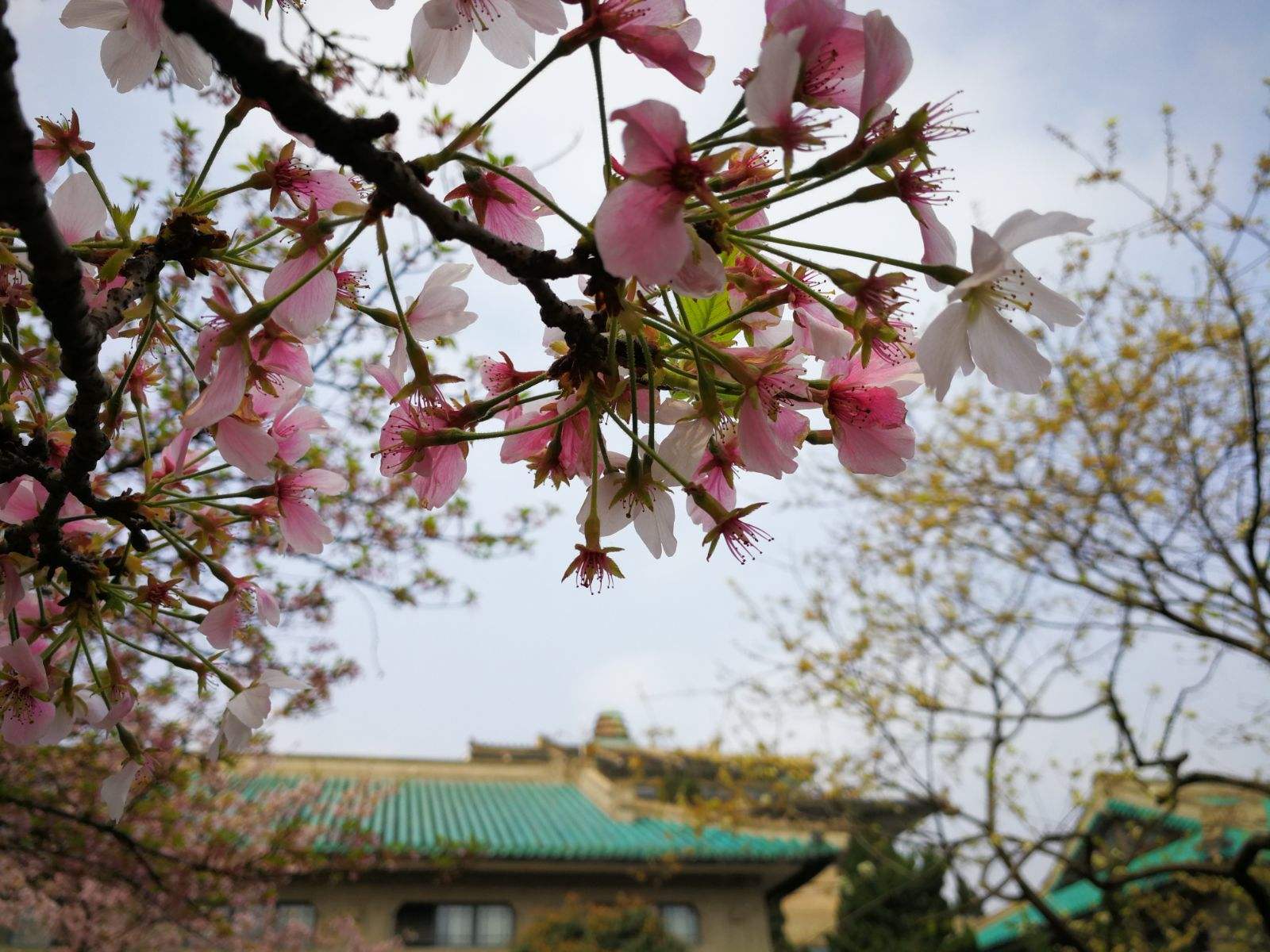 武汉大学的樱花与学术：春日巡礼_武汉大学“樱花劫”