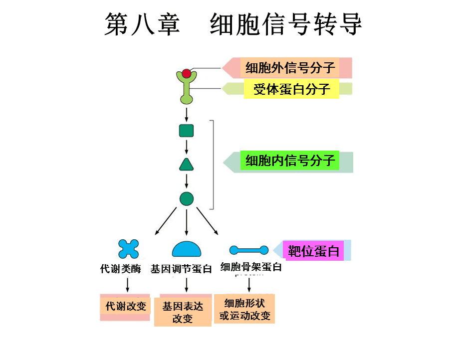 走进细胞生物学专业的细胞结构与功能_细胞生物学作用