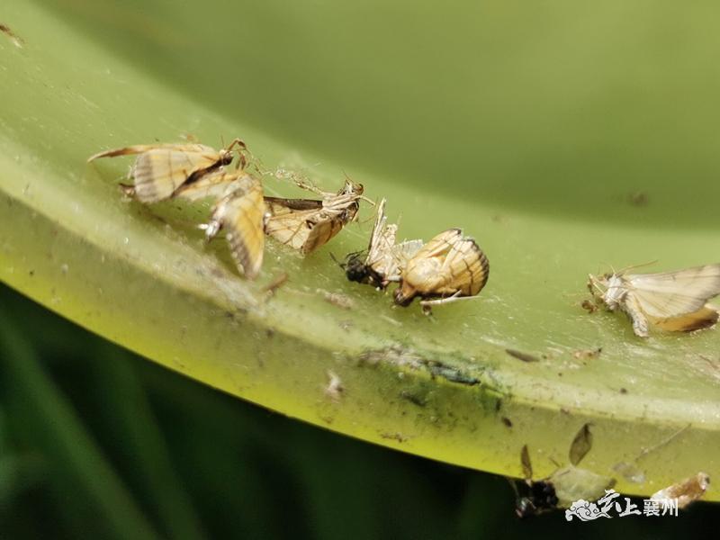 探索农业昆虫与害虫防治专业的农业害虫管理_农业昆虫与害虫防治排名