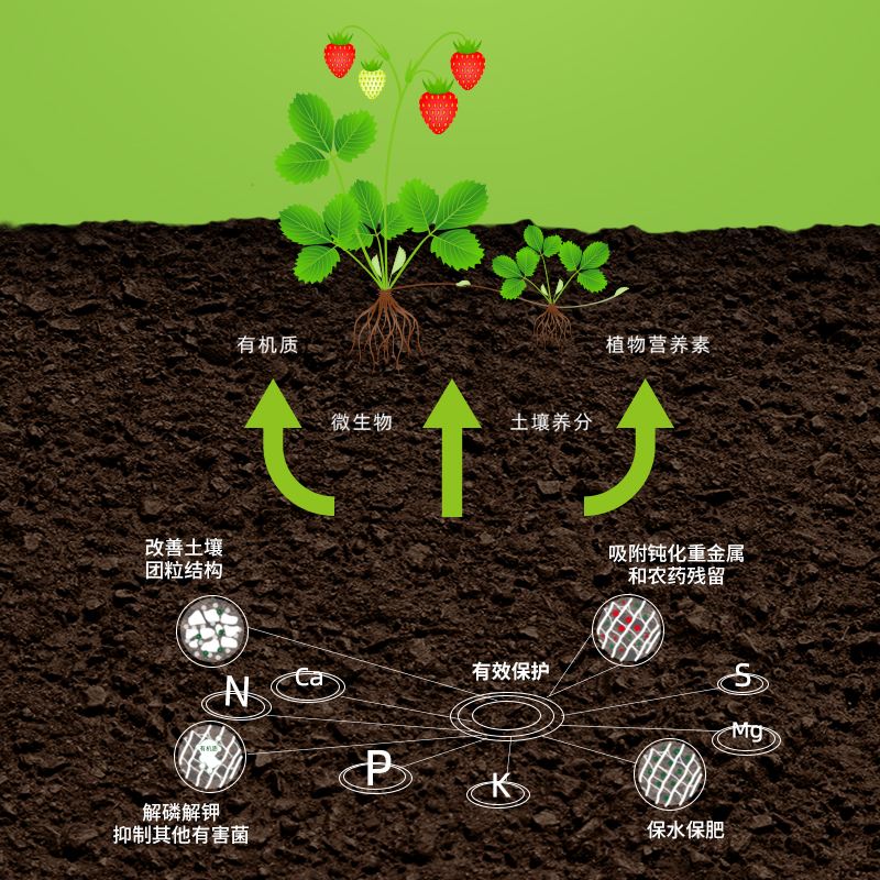 土壤与植物营养：土壤健康的科学_土壤功能和养护