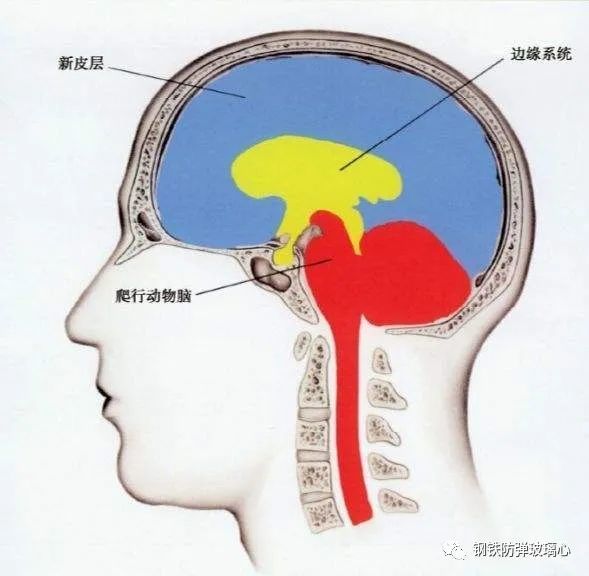 计算神经科学：神经系统的模拟_计算神经生物学