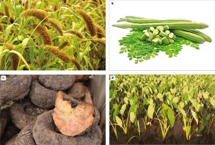 农业生物技术：作物改良的前沿_农业生物技术在农业中的应用实例