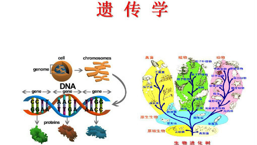 河北师范大学遗传学_河北师范大学遗传学好考吗