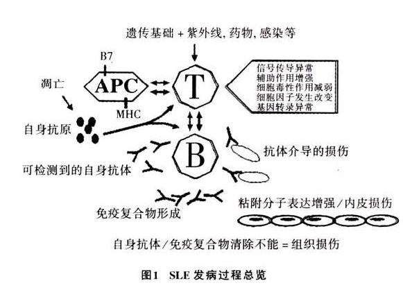 数学模型在流行病学研究中的应用_数学建模流行病致病原因