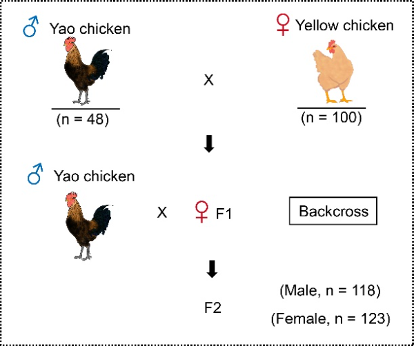 动物科学专业解析与动物遗传育种_动物科学专业解析与动物遗传育种专业