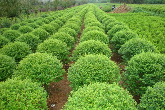 植物生产类专业园艺师与植物保护专家职业_植物保护专业和园艺专业