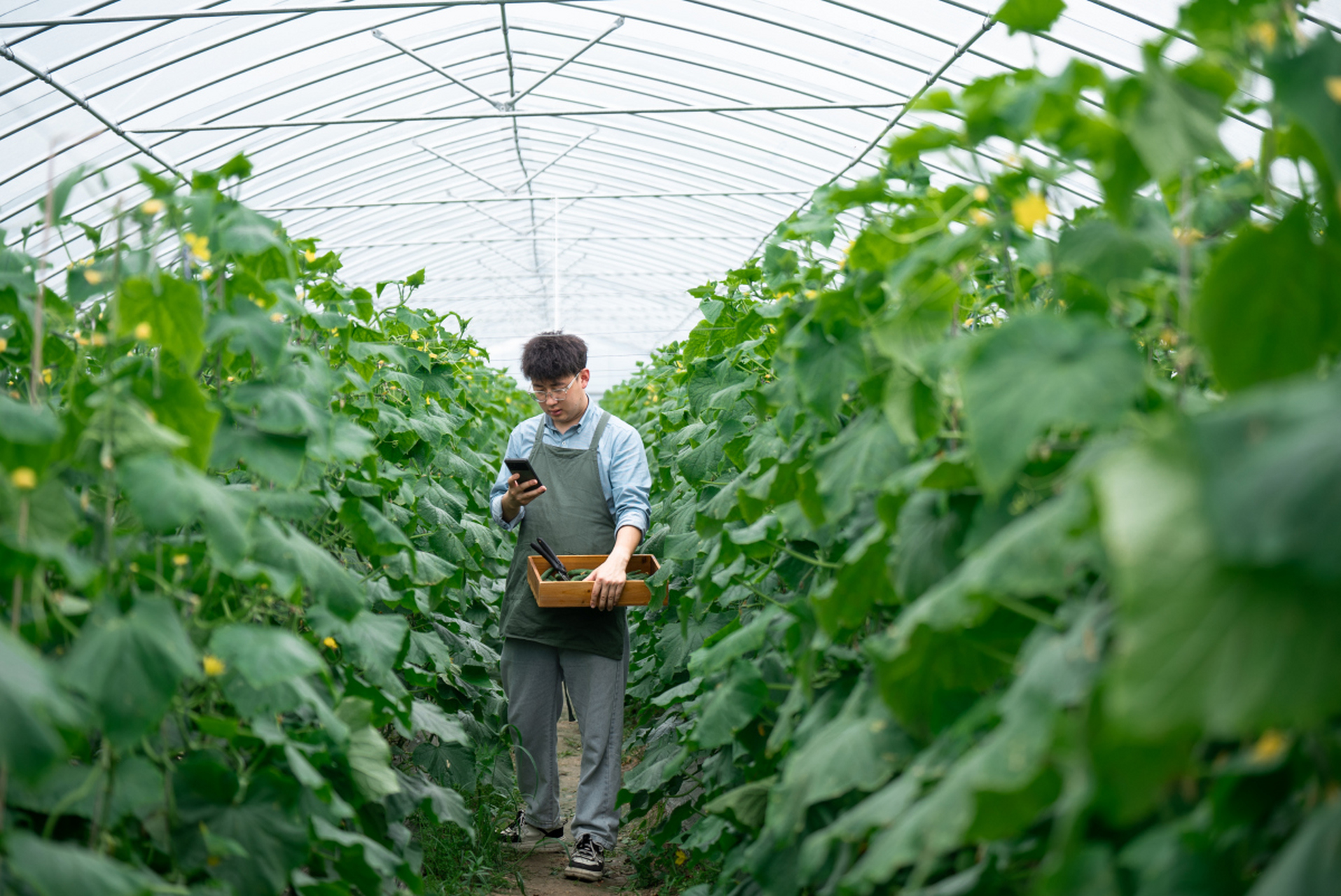 植物生产类专业园艺技术与植物保护职业_园艺植物生物技术是什么