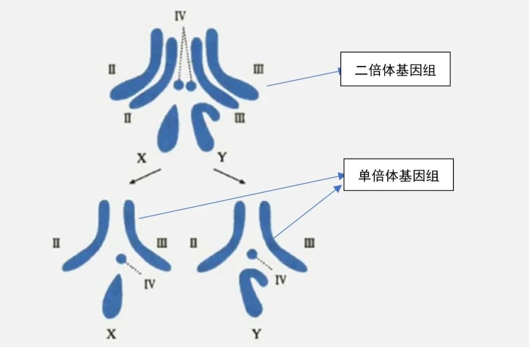 生物信息学专业就业机会与基因组学_生物信息学研究基因功能