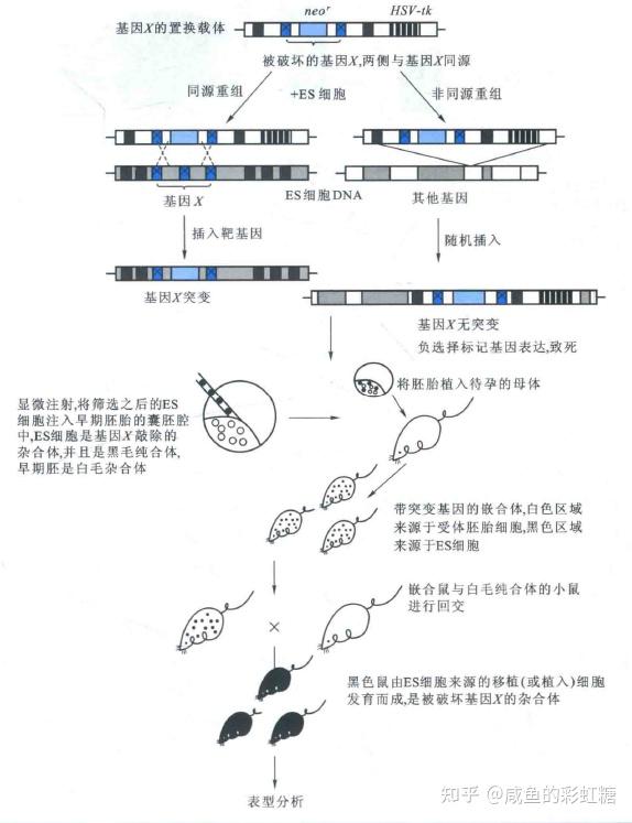 关于分子生物学专业：基因编辑机制的分子基础的信息