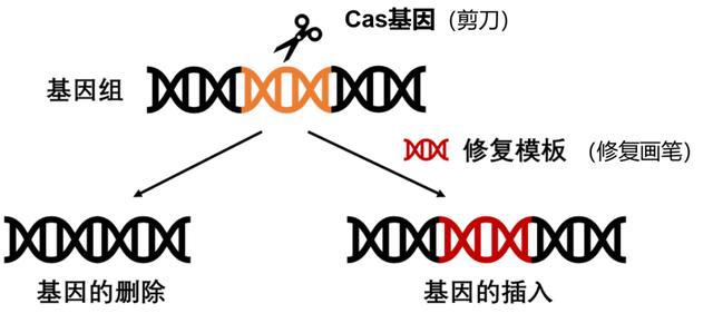 微生物遗传学专业：基因编辑在微生物遗传学中的应用_微生物基因组学与遗传改造