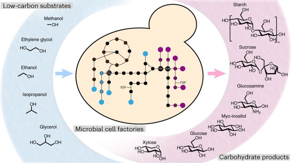 合成生物学与合成免疫学：免疫系统的人工设计_合成生物学知乎