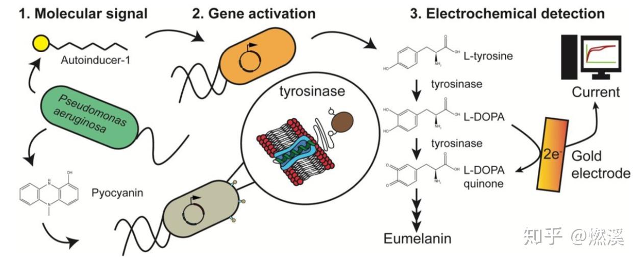 高级生物化学专业：基因编辑技术在生物化学研究中的高级应用_高级生物化学论文