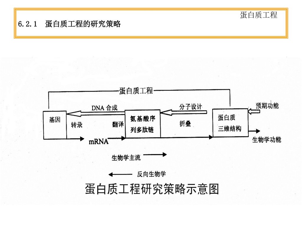 合成生物学与蛋白质工程：蛋白质设计的现代方法_蛋白质合成的生物学机制及其调控机制