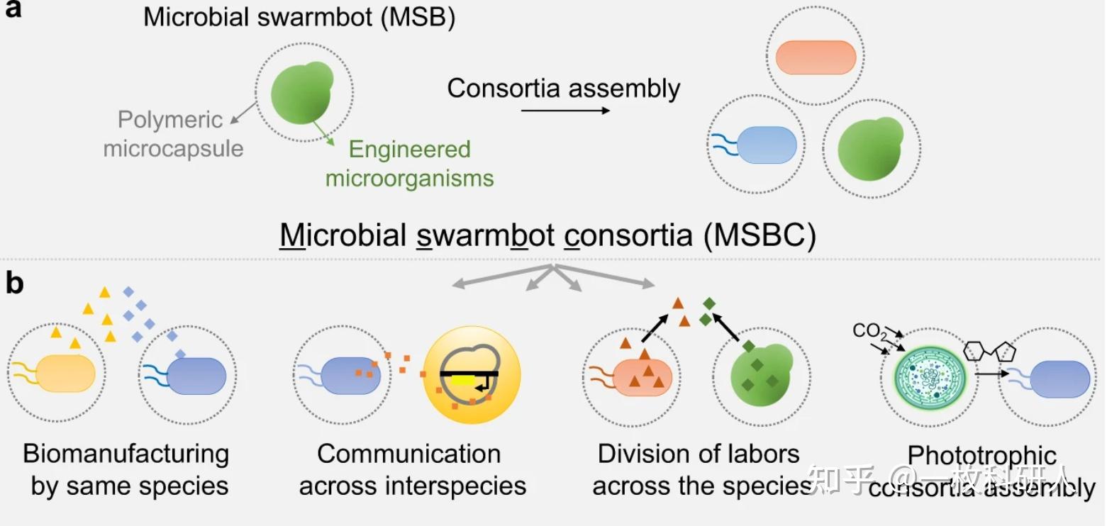 合成生物学专业：探索生命的工程化设计_趣谈合成生物学