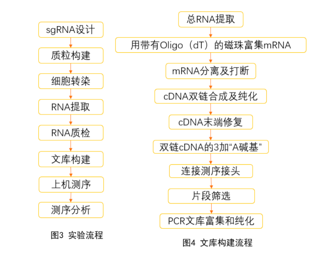 RNA生物学专业：基因编辑技术在RNA生物学中的应用_rna生物化学