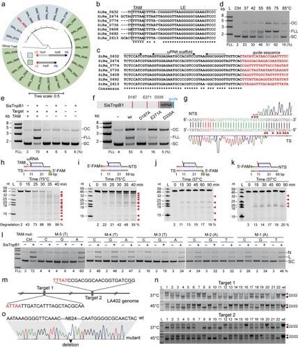 RNA生物学专业：基因编辑技术在RNA生物学中的应用_rna生物化学