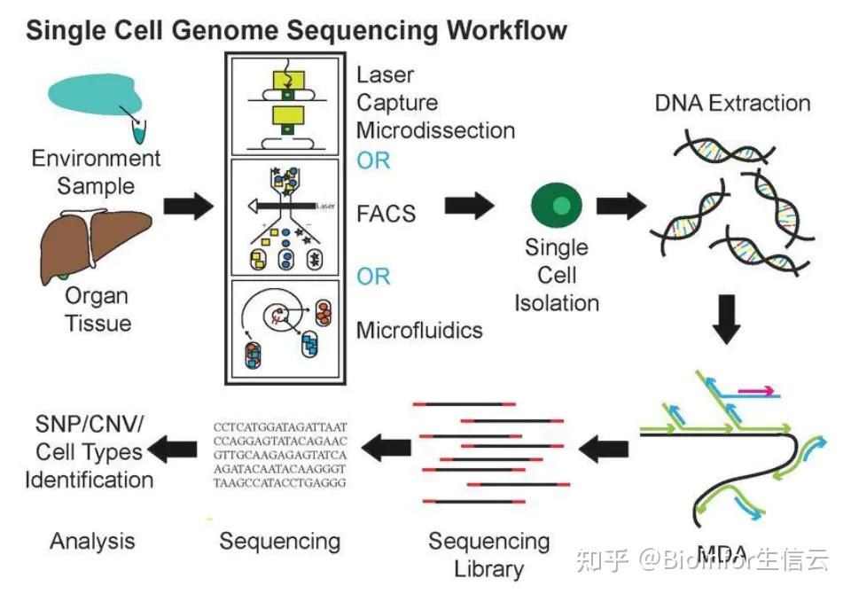 生物信息学专业：基因编辑信息的处理与分析_生物信息与基因组学