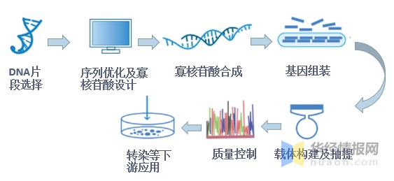 合成生物学与基因回路：构建人工基因调控网络_什么是合成基因组学