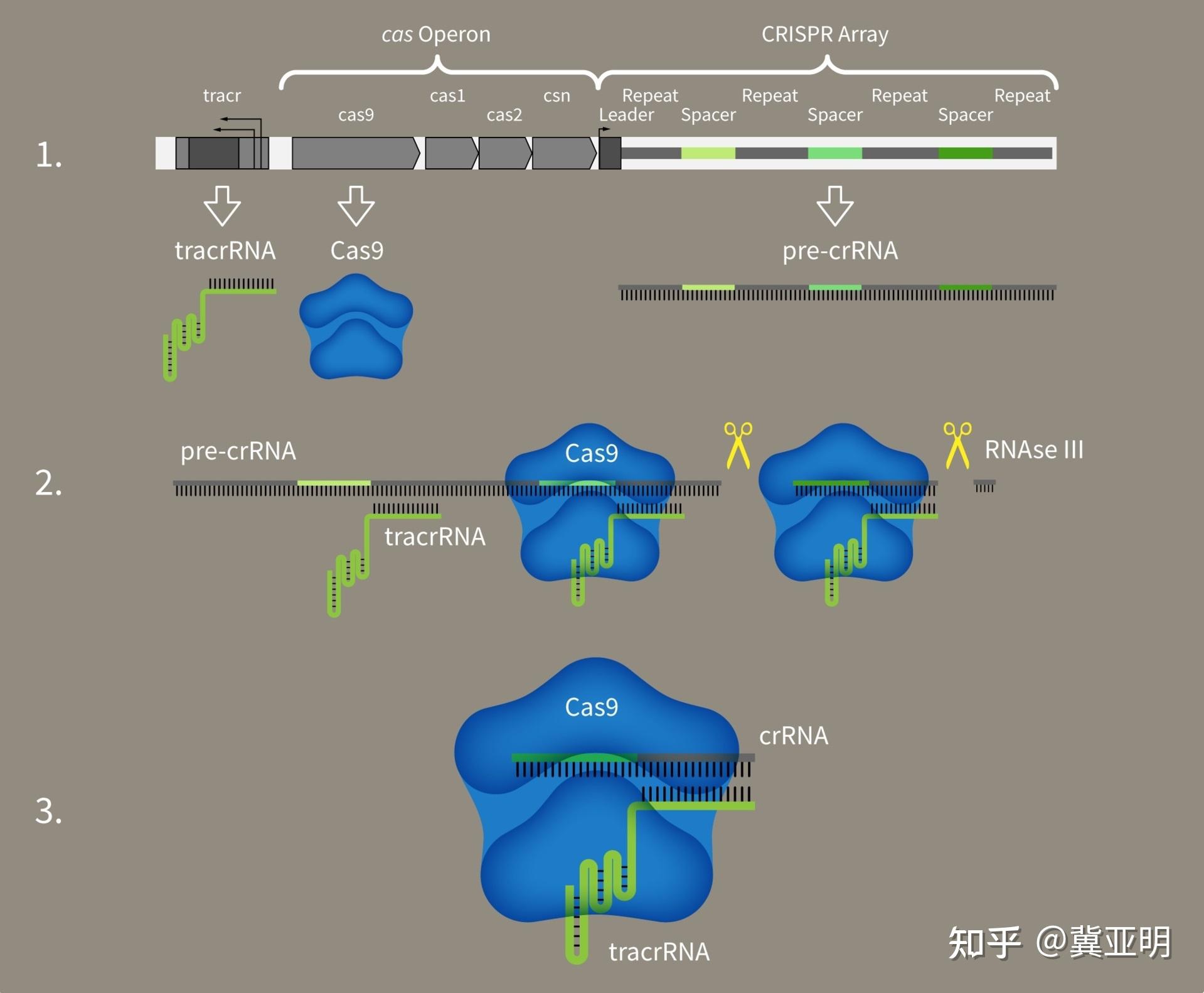 合成生物学与基因编辑技术：CRISPR/Cas9的应用前景_合成基因组学