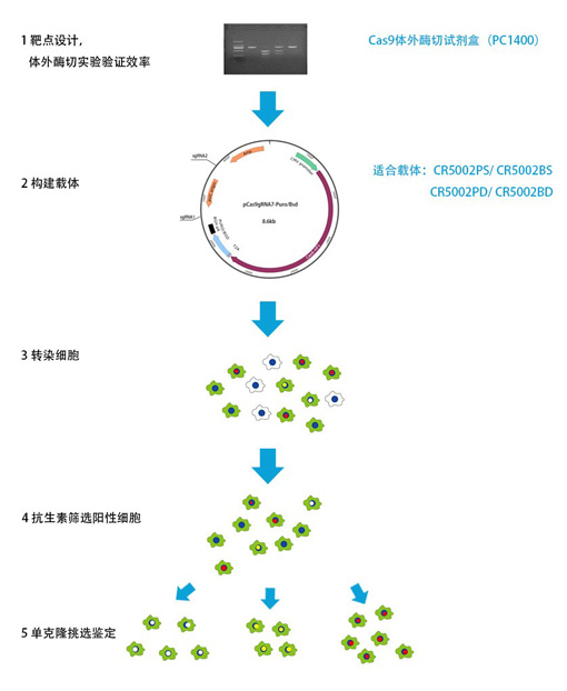 合成生物学与基因编辑技术：CRISPR/Cas9的应用前景_合成基因组学