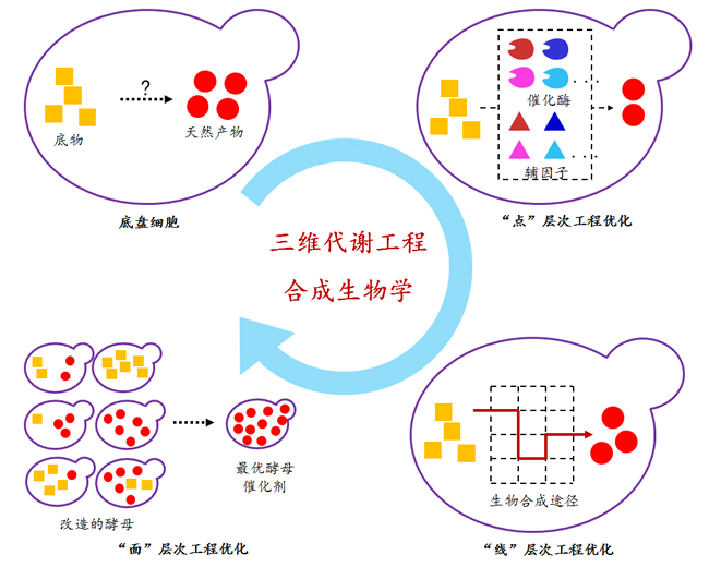 合成生物学与合成生物运动科学：运动表现的生物优化_趣谈合成生物学