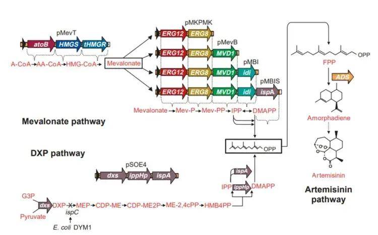 合成生物学与合成基因组学：构建人工基因组_合成基因组学为快速重建新型冠状病毒搭建平台对吗