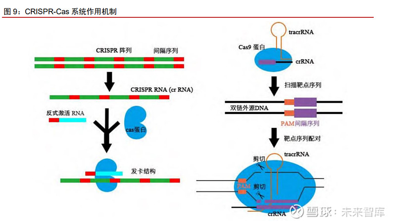 合成生物学与基因组工程：基因组编辑与合成_合成生物学 基因编辑