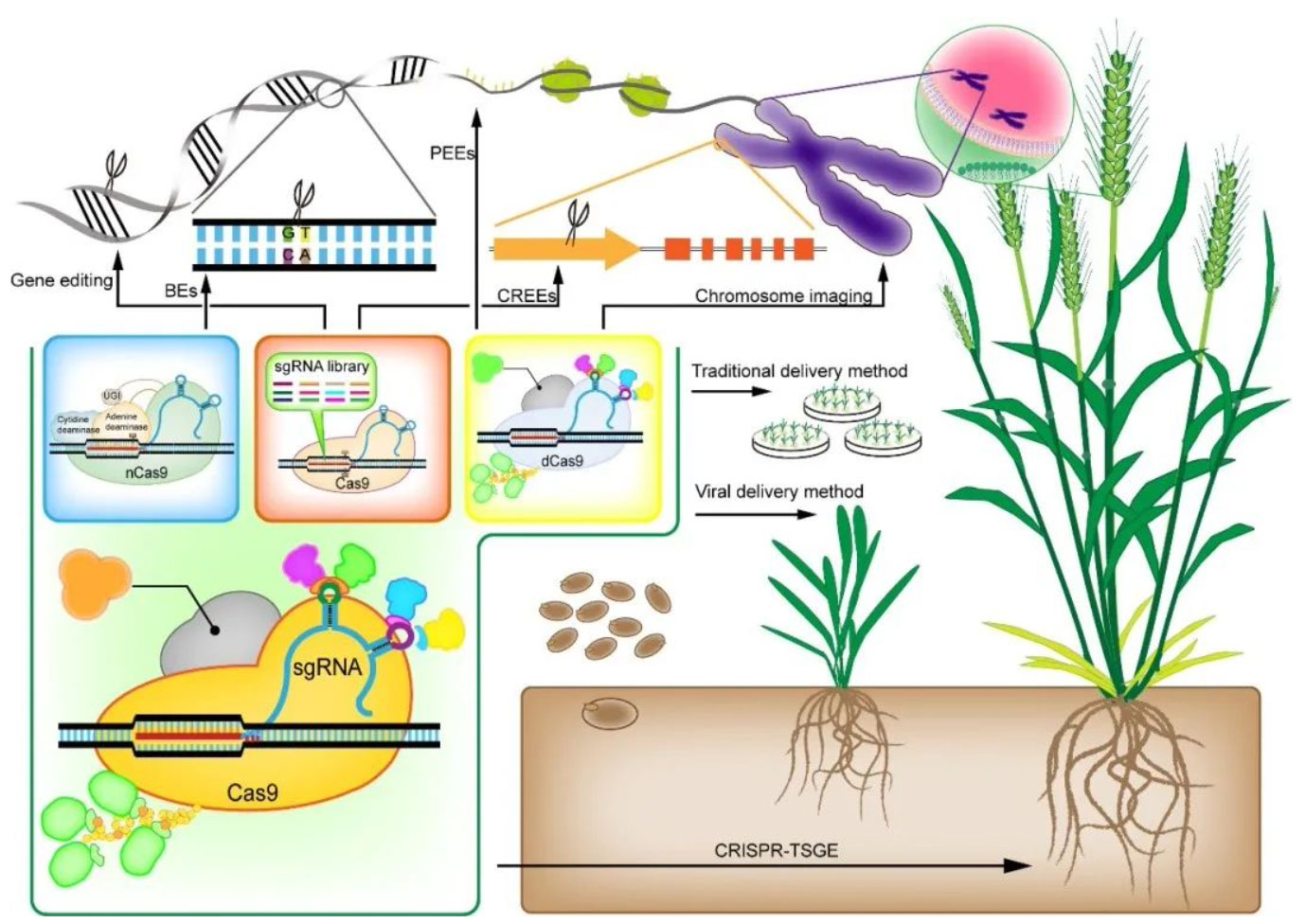 生物科学专业：基因编辑技术的基础与应用_基因编辑的生物学意义