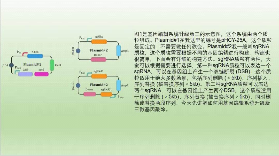 基因工程专业：基因编辑原理与技术_基因工程入门