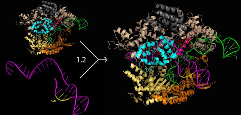 生物大分子结构与功能专业：基因编辑与大分子结构研究的简单介绍