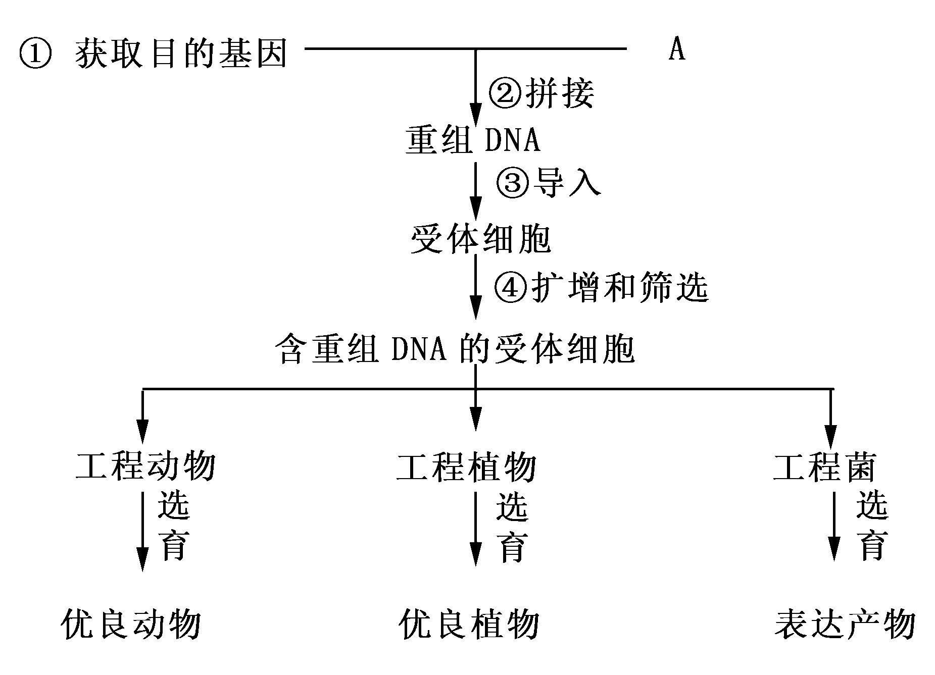 基因工程原理专业：基因编辑的基本原理与技术_基因工程原理及应用