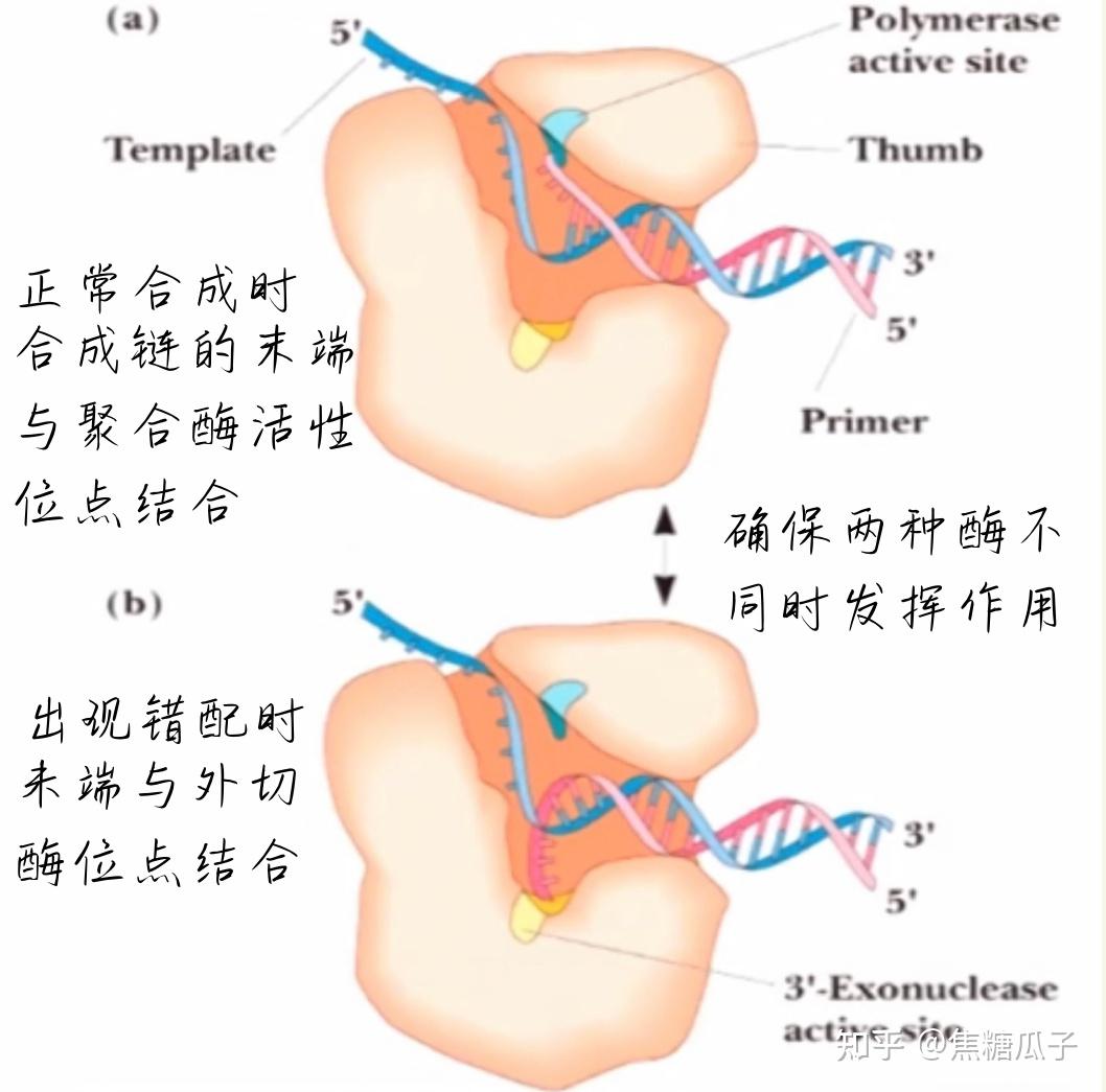 合成生物学专业核心课程：分子生物学的深度解析_合成生物学的原理