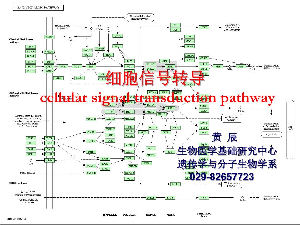 生物科学专业课程与细胞信号传导_细胞生物学信号传递