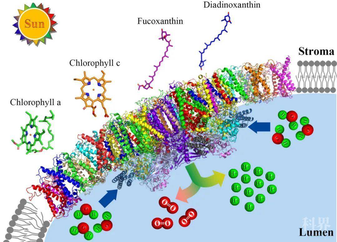 关于生物大分子结构与功能专业：基因编辑与大分子结构的信息