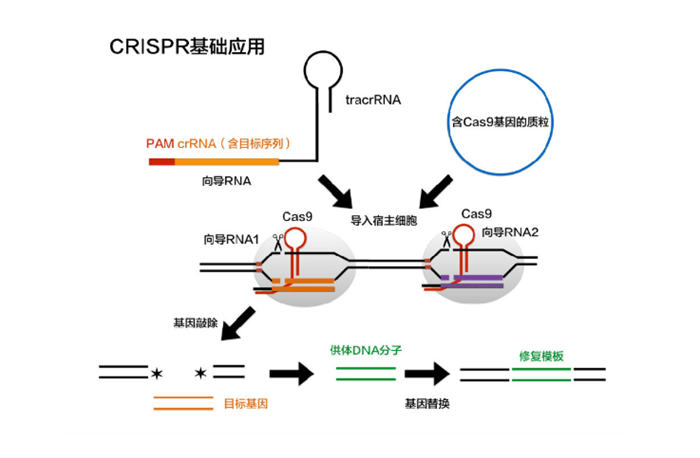 RNA生物学专业：基因编辑技术在RNA研究中的应用_rna biology