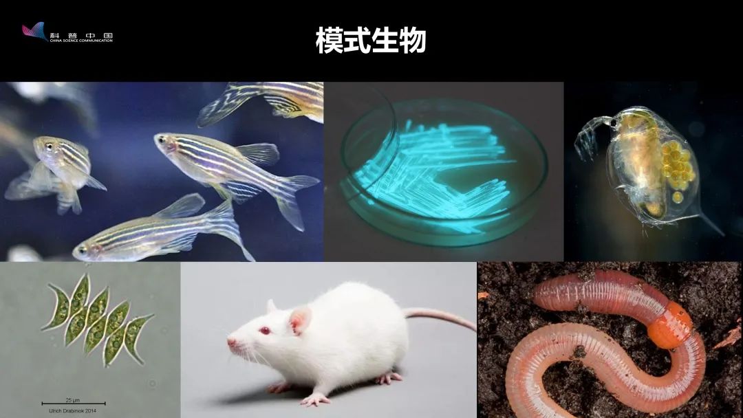 合成生物学与合成生态毒理学：生态毒性的生物评估_合成生物学生命科学的“利器	”开卷知新