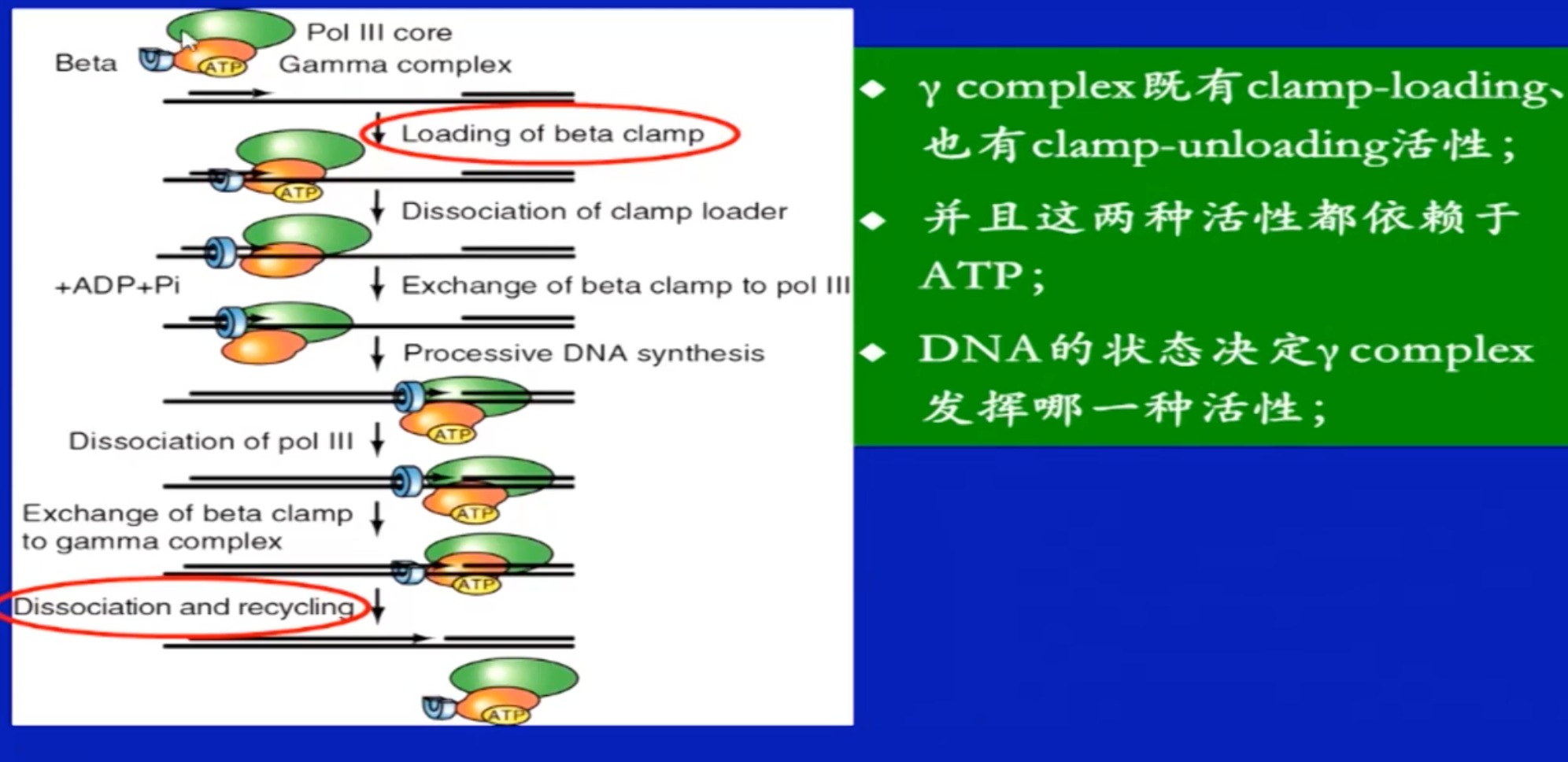 包含分子生物学与合成生物学：基因工程的核心课程的词条