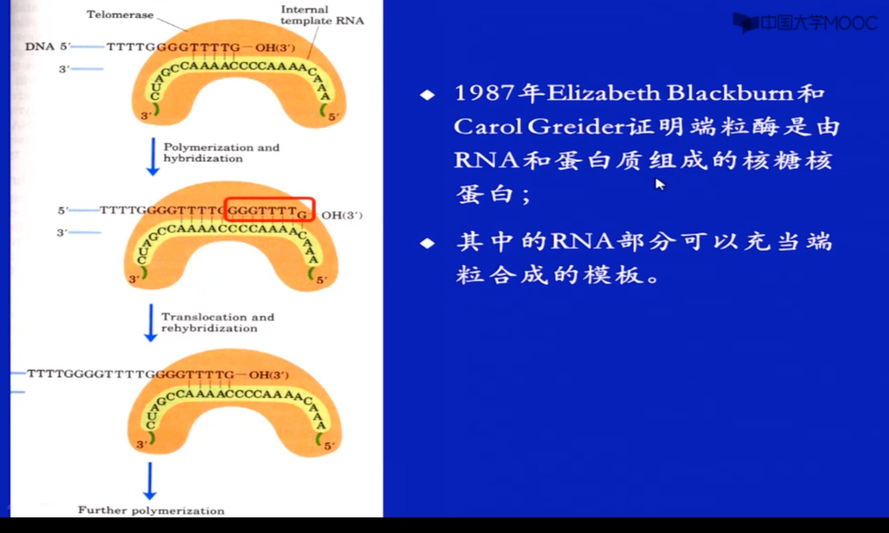 包含分子生物学与合成生物学：基因工程的核心课程的词条