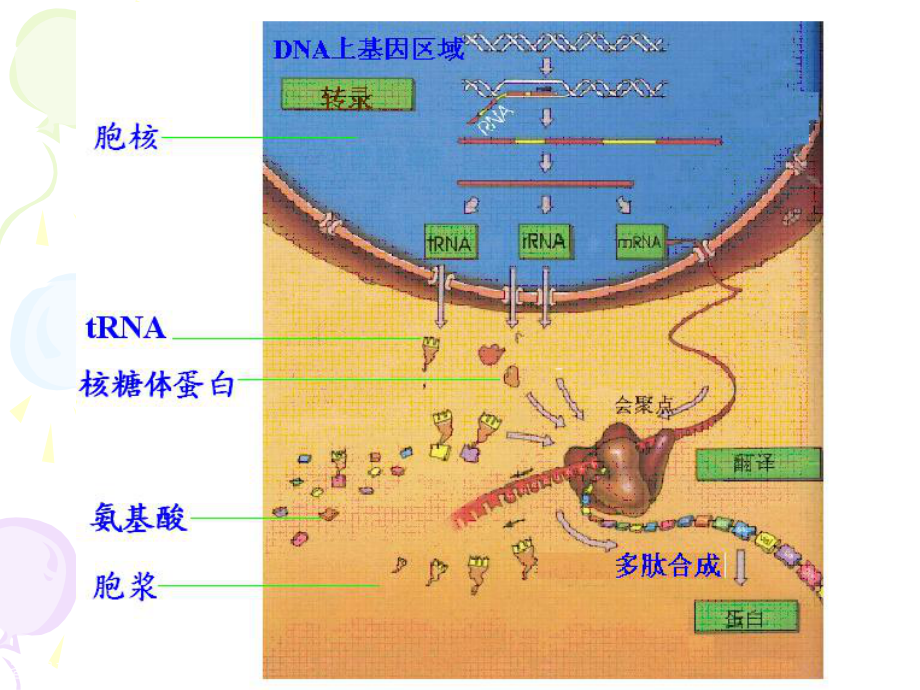 合成生物学与合成蛋白质组学：蛋白质组的人工合成_简述蛋白质生物合成