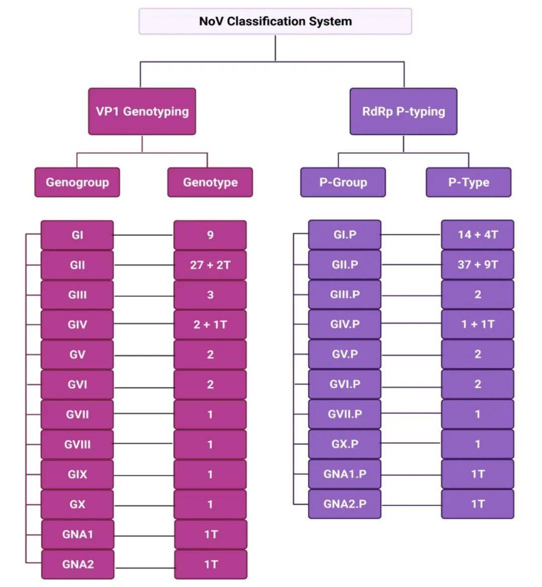 病毒学专业：基因编辑在病毒学研究中的应用_病毒基因组在临床上的应用