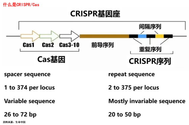 认知实习专业：基因编辑技术的认知实习与应用_基因编辑的认识