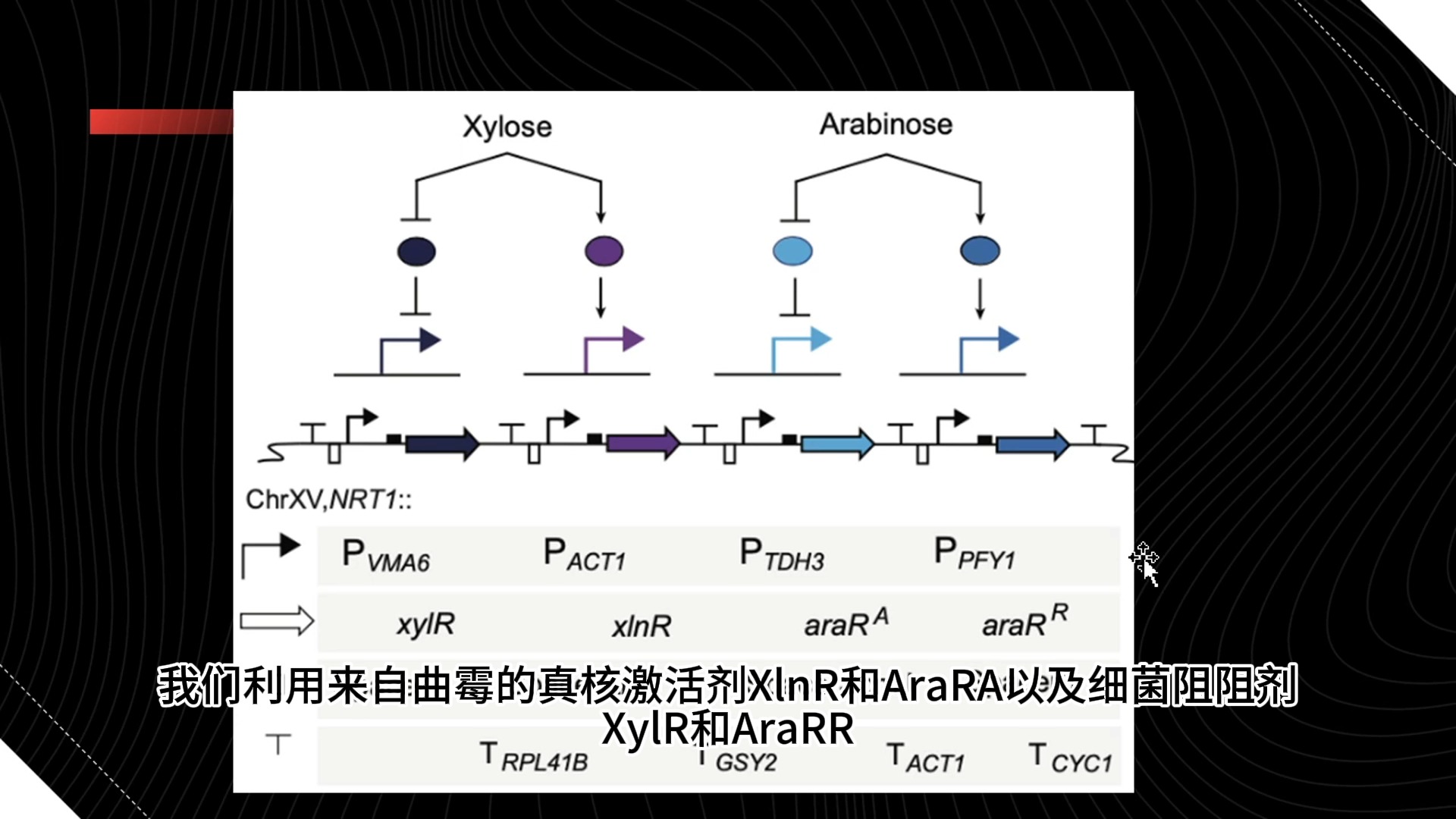 合成生物学与合成生物传播学：信息传播的生物机制_合成生物学的概念