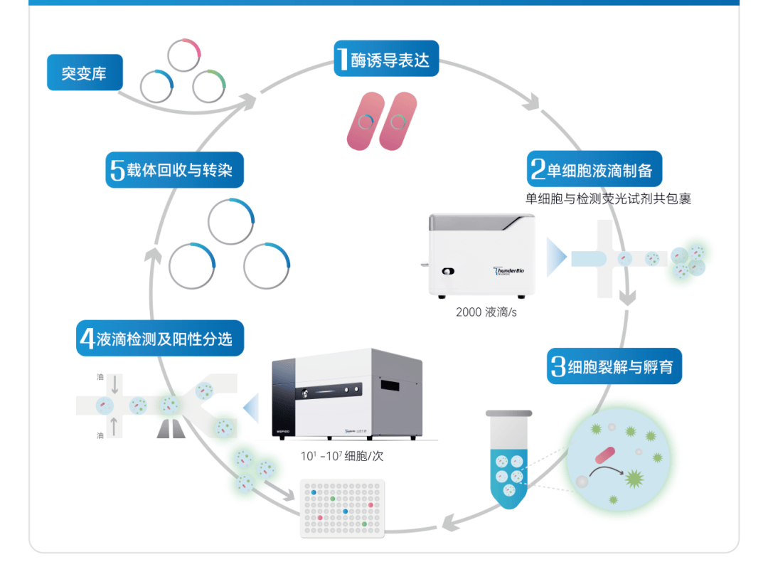 合成生物学与合成进化生物学：生物进化的人工模拟_合成生物学进展包括