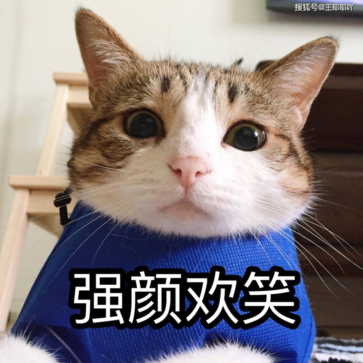 包含不要轻信网上段子	，志愿填报拒绝碎片化信息的词条